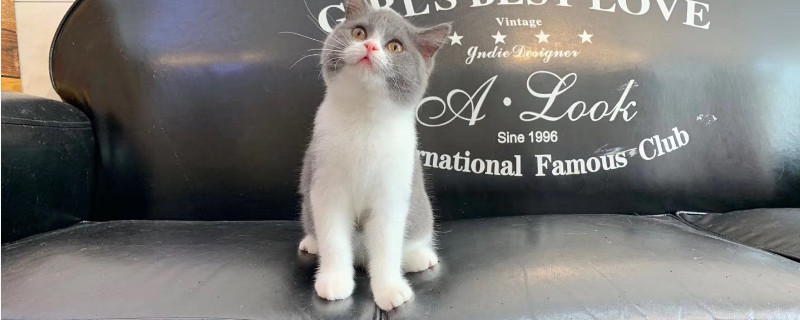 猫鼻支幼猫能扛过去吗