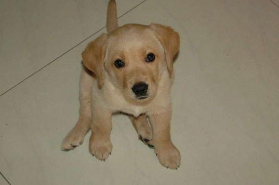 金毛幼犬怎么喂养