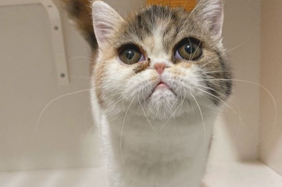 两只猫可以用一个猫砂盆吗
