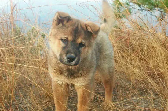 中国土狗在国外的身价，中华田园犬美国市价200-1000美元