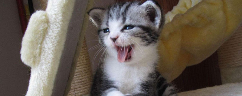猫为什么在猫砂里趴着