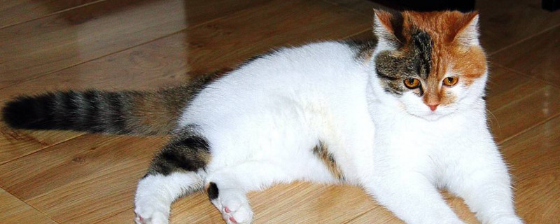 红霉素软膏猫舔有毒吗