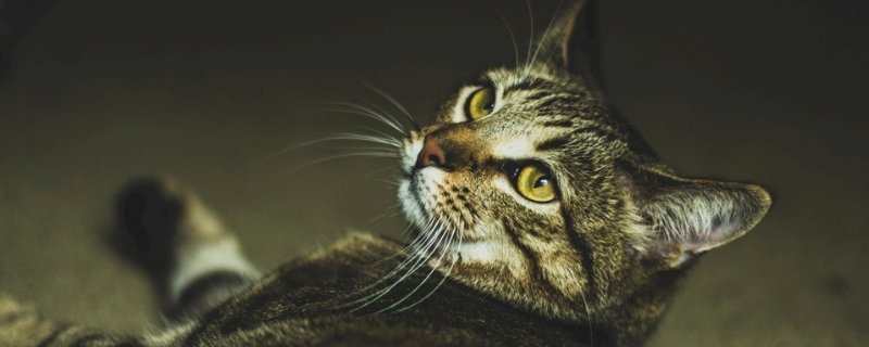 猫被摔了一直缩着不动