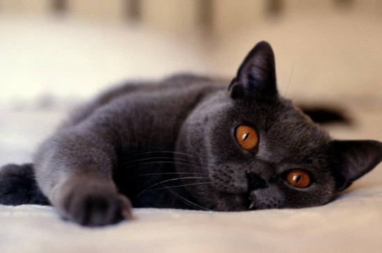猫看见鬼有几种表现
