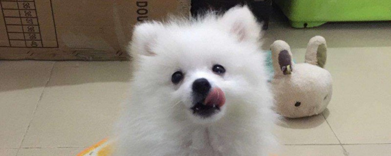博美脱毛怎么办