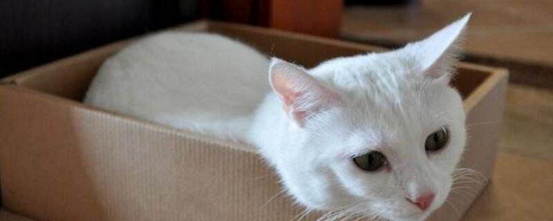 吹干毛猫妙招
