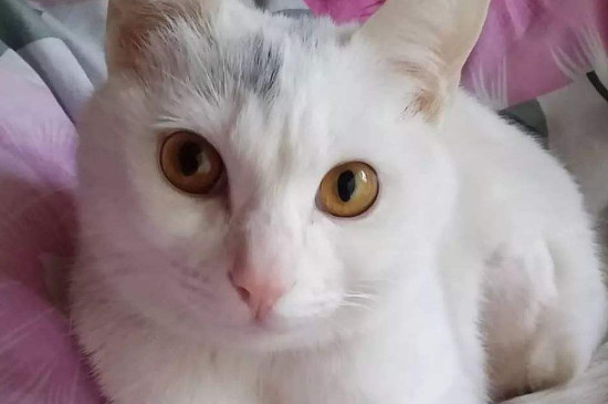 猫伸爪子怎么教育