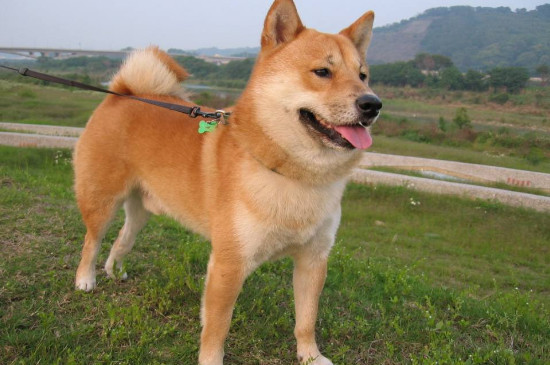 柴犬味道大吗