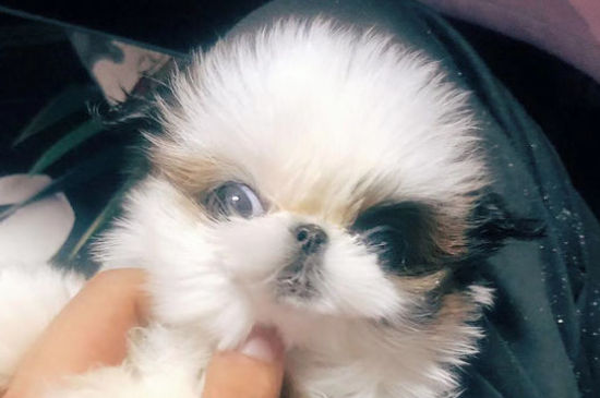西施犬换主人后的表现