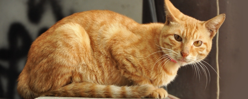小猫猫藓初期症状