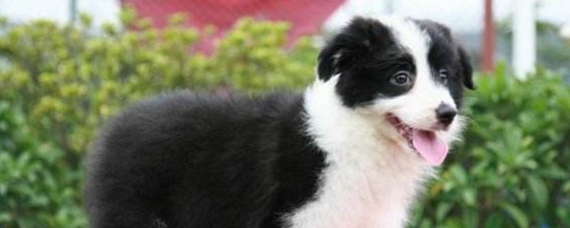 什么狗狗适合新手养