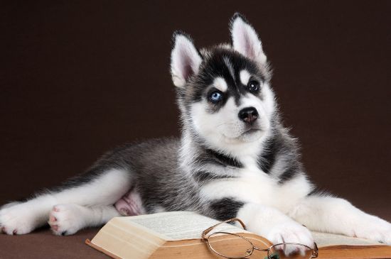 哈士奇幼犬训练方法