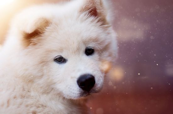 萨摩耶幼犬吃多少狗粮，每天吃体重4%左右的狗粮