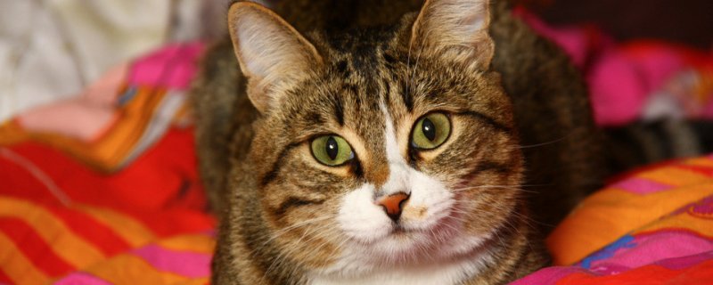 猫呼吸有不通气的声音