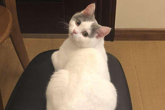 母猫发情表现