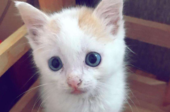 小猫感冒了吃什么药好