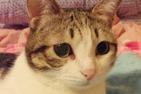小猫肚子鼓鼓的