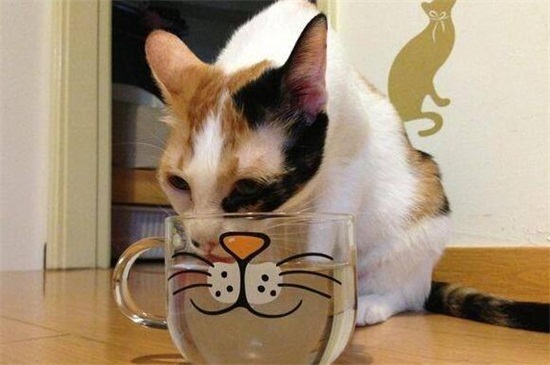 强制喂猫喝水技巧