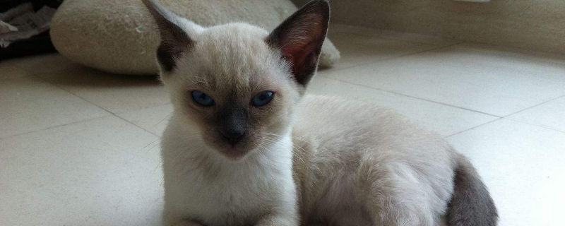 布偶猫和暹罗猫的区别