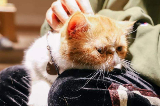 猫猫为什么喜欢和人睡，和猫咪一起睡注意事项