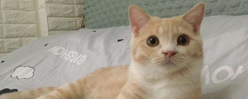 小猫换牙征兆