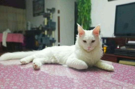 被猫隔着衣服抓要紧吗