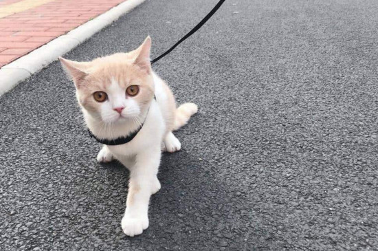 养猫贵还是养狗贵