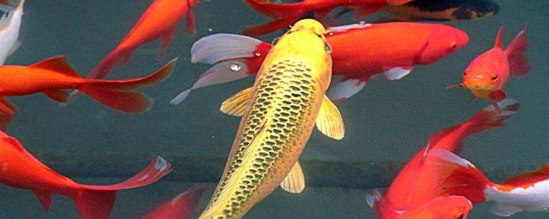 锦鲤浑身有白霜怎么治