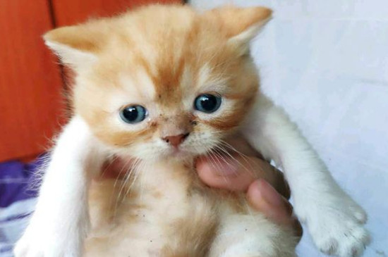 小猫养多久才认主人