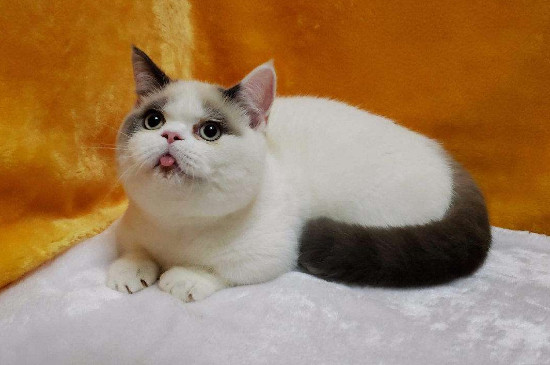 小英短猫眼睛流泪