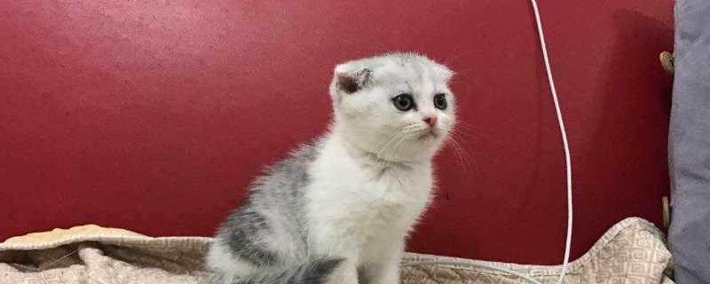 折耳猫可以补钙吗
