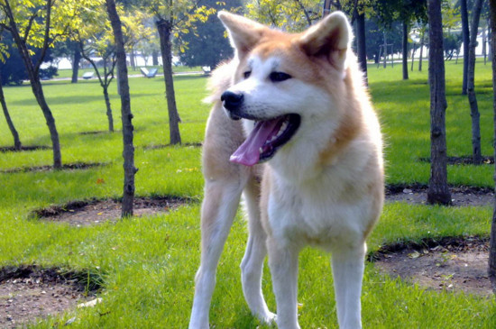 养秋田的禁忌，秋田犬有野性不能封闭饲养