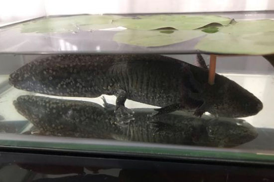 六角龙鱼需要多深的水