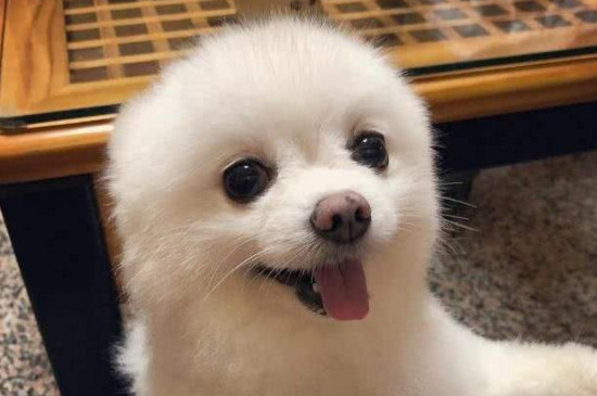 狗狗感冒的症状有哪些