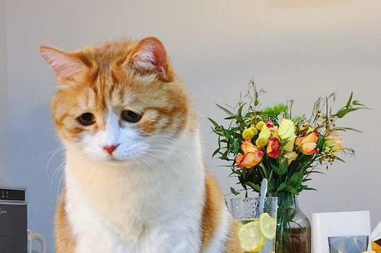 猫咪多大做绝育