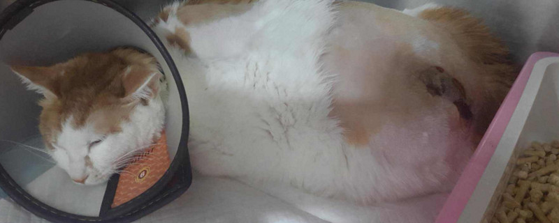 猫瘟吐和正常吐的区别
