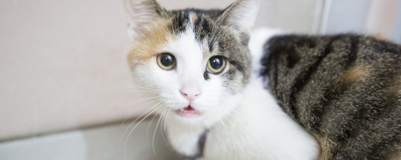 猫呼吸很重有杂音