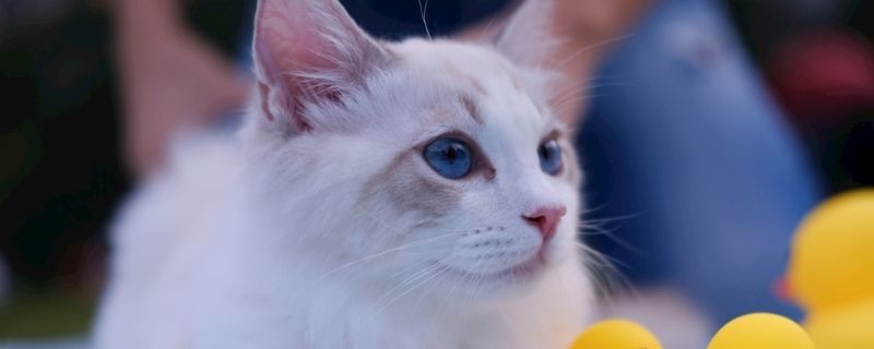 猫耳朵长螨虫