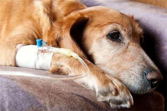 狗狗肺炎死亡率是多少