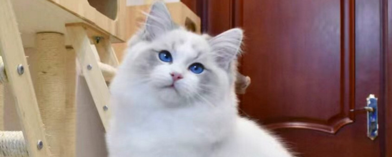 猫一边放屁一边拉稀