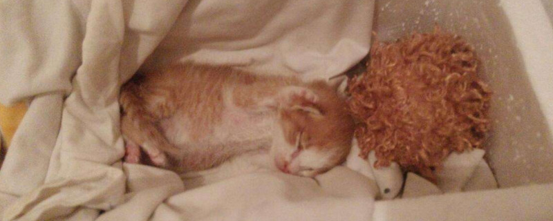 猫猫死了后怎么处理