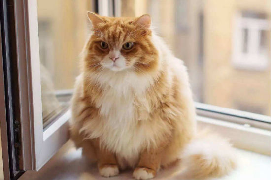 短腿橘猫是什么品种