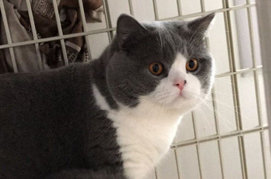 蓝猫会捉老鼠吗