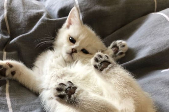 宠物猫如何火车托运
