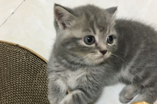 猫嘴角有黑色的东西