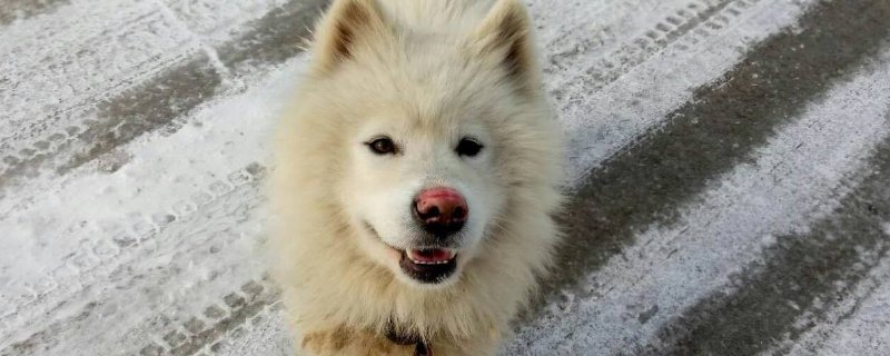 狗狗鼻子上面红红的