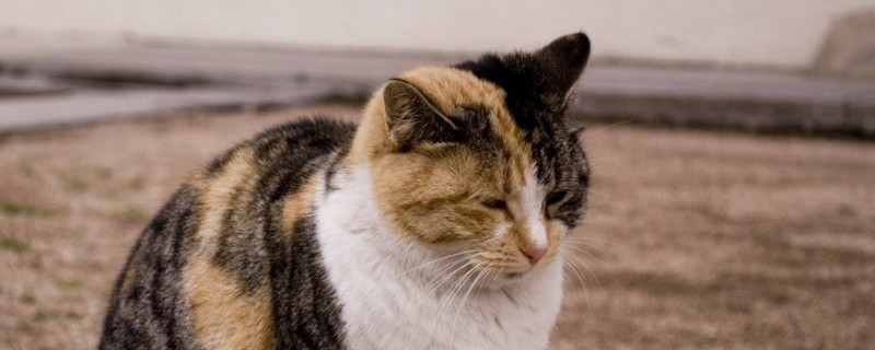 猫咪找不到主人会怎样