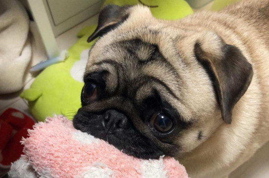 怎么判断巴哥犬感冒