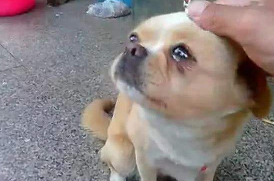 狗狗拉血但是精神很好怎么回事