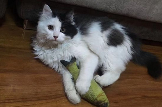 猫咪搬家综合症